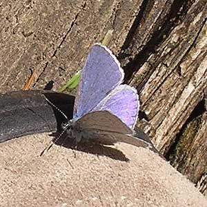 Celastrina argiolus spring azure blue Lycaenidae butterfly, Bozy Creek, Black Hills, Grays Harbor County, Washington