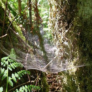Neriene digna web sheetweb Linyphiidae, Bozy Creek, Black Hills, Grays Harbor County, Washington