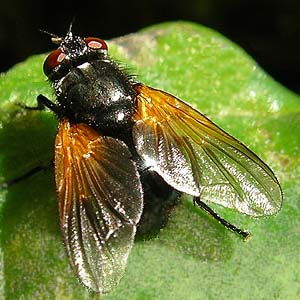 muscid fly Mesembrina sp., Bozy Creek, Black Hills, Grays Harbor County, Washington