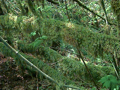 arboreal moss, Bozy Creek, Black Hills, Grays Harbor County, Washington