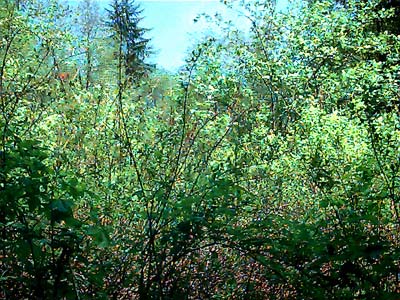 Spiraea douglassi marsh, Bozy Creek, Black Hills, Grays Harbor County, Washington