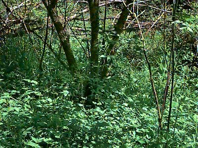 forest understory, Bozy Creek, Black Hills, Grays Harbor County, Washington