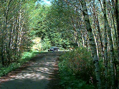roadside alder grove Alnus rubra, Bozy Creek, Black Hills, Grays Harbor County, Washington