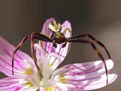 Misumena vatia male crab spider Thomisidae on flower, Bozy Creek, Black Hills, Grays Harbor County, Washington