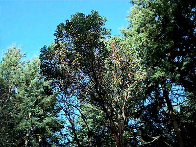 madrona Arbutus menziesii and conifer canopy, Forest Ridge Park, Bremerton, Washington