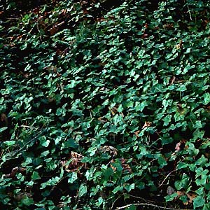 invasive ivy Hedera helix on ground, Forest Ridge Park, Bremerton, Washington