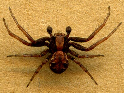 male crab spider Xysticus pretiosus Thomisidae, Forest Ridge Park, Bremerton, Washington