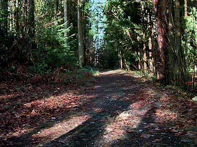 forest trail in Forest Ridge Park, Bremerton, Washington