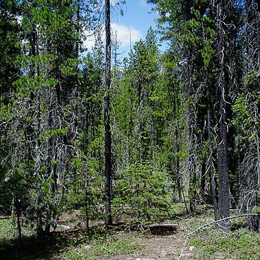 mixed pine forest near nameless meadow near Bumping Lake, Yakima County, Washington