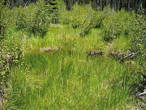 nameless meadow near Bumping Lake, Yakima County, Washington