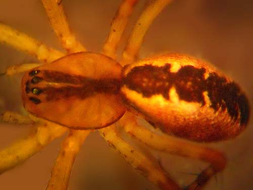 red Pityohyphantes spider, Linyphiidae, nameless meadow near Bumping Lake, Yakima County, Washington