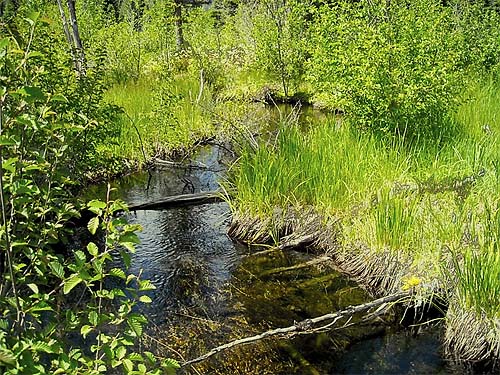 central stream of marshy nameless meadow near Bumping Lake, Yakima County, Washington