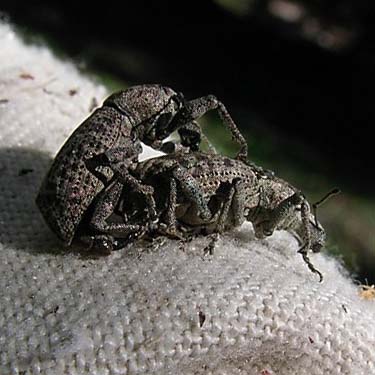 weevils mating in net, nameless meadow near Bumping Lake, Yakima County, Washington