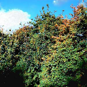 bigleaf maple Acer macrophyllum changing color, powerline clearing, Burn Hill SE of Arlington, Washington