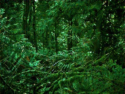 deep shaded seral forest, Burn Hill SE of Arlington, Washington