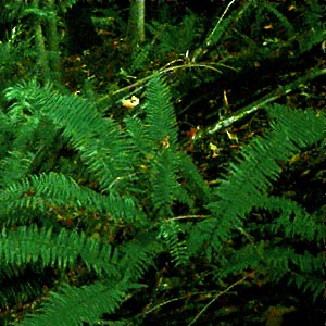 sword fern Polystichum munitum in forest understory, Burn Hill SE of Arlington, Washington