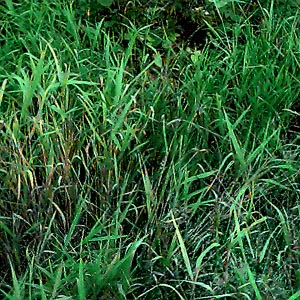 grass in powerline clearing, Burn Hill SE of Arlington, Washington