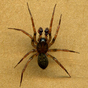 Cybaeus tius spider male Cybaeidae, Burn Hill SE of Arlington, Washington
