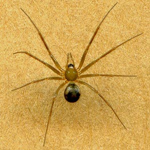 Lepthyphantes (Tenuiphantes) zibus spider female Linyphiidae, Burn Hill SE of Arlington, Washington