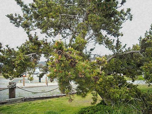 native lodgepole pine in beach house yard, Bush Point, Whidbey Island, Washington
