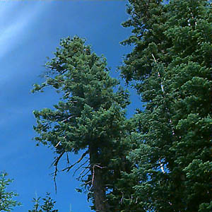 true firs Abies spp., summit ridge of Cabin Mountain, Kittitas County, Washington