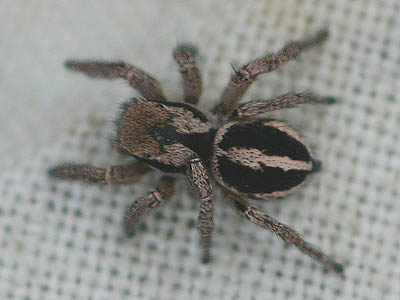 jumping spider Habronattus jucundus female, summit ridge of Cabin Mountain, Kittitas County, Washington