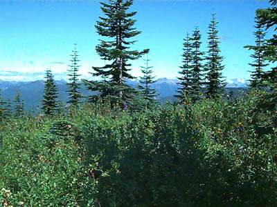 regenerating subalpine parkland, summit ridge of Cabin Mountain, Kittitas County, Washington
