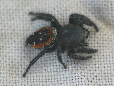 jumping spider Phidippus johnsonii female, summit ridge of Cabin Mountain, Kittitas County, Washington