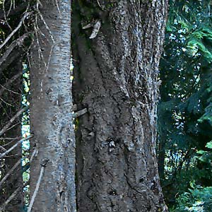 true fir Abies spp. trunks in subalpine forest, summit ridge of Cabin Mountain, Kittitas County, Washington