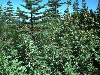 huckleberry Vaccinium sp. in developing parkland, summit ridge of Cabin Mountain, Kittitas County, Washington