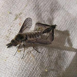 Conophorus sp. mating, bee flies Bombyliidae, Camas Land, Chelan County, Washington