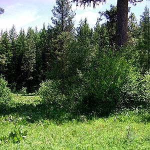 meadow edge, Camas Land, Chelan County, Washington