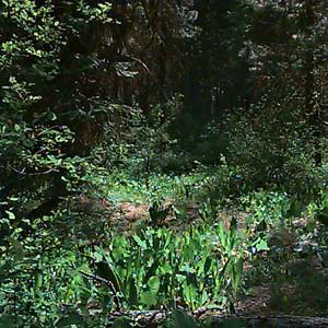 forest glade, Camas Land, Chelan County, Washington