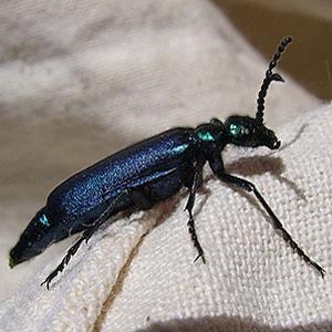 Lytta sp., green blister beetle Meloidae, Camas Land, Chelan County, Washington