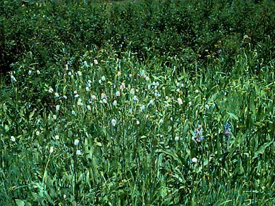 meadow field layer diversity, Camas Land, Chelan County, Washington