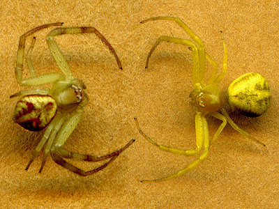 color variation in flower crab spiders Misumenops sierrensis Thomisidae, Camas Land, Chelan County, Washington
