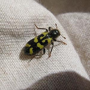 Trichodes ornatus, checkered beetle Cleridae, Camas Land, Chelan County, Washington