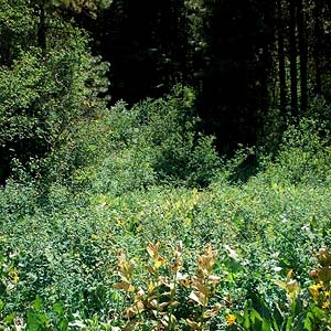 mesic-hygric part of meadow, Camas Land, Chelan County, Washington