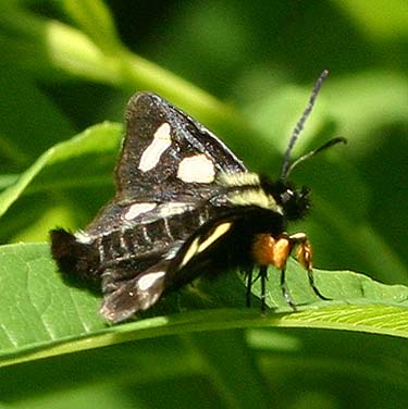 forester moth Alypia langtoni, Martin Creek below Captain Point, NE King County, Washington