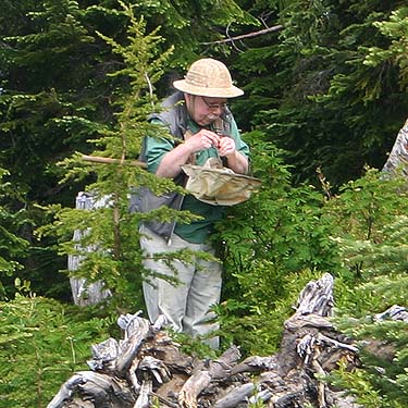 Rod Crawford collecting spiders near south summit of Captain Point, NE King County, Washington