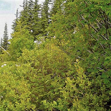 shrubs at edge of tree group, south summit of Captain Point, NE King County, Washington
