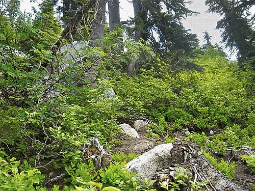 understory of parkland tree group, south summit of Captain Point, NE King County, Washington
