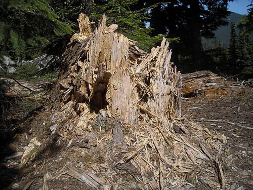 dead wood, east flank of Captain Point, NE King County, Washington