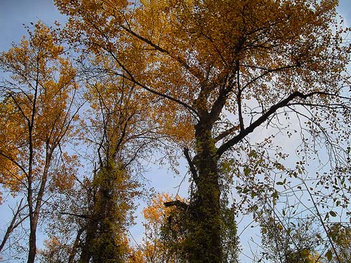 canopy of riparian cottonwood forest, Tolt River John MacDonald Park, Carnation, Washington