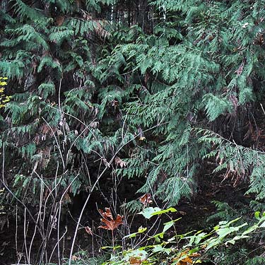 foliage of red cedar Thuja plicata, Tolt River John MacDonald Park, Carnation, Washington