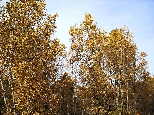 cottonwood trees Populus trichocarpa in fall color, Tolt River John MacDonald Park, Carnation, Washington