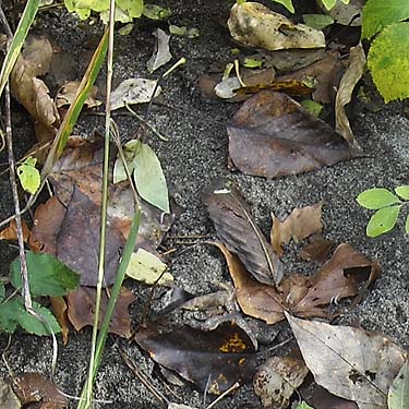 thin layer of cottonwood leaf litter on sand, Tolt River John MacDonald Park, Carnation, Washington