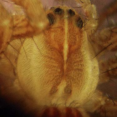 carapace of juvenile fishing spider Dolomedes triton from field, Tolt River John MacDonald Park, Carnation, Washington