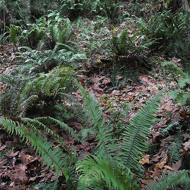 sword fern Polystichum munitum in understory, Tolt River John MacDonald Park, Carnation, Washington