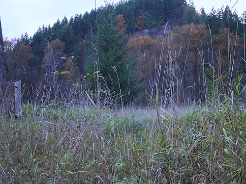 field layer of large grass field, Tolt River John MacDonald Park, Carnation, Washington